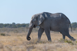 A Little Curl In The Trunk
