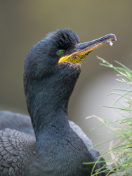Verdant Stare