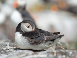 Beak Tucked Away