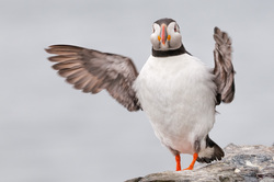 Mid Flap