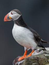 Puffin On A Rock