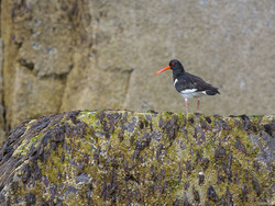 Oystercatcher On Arock