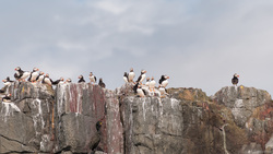 Puffin City