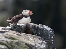 Resting On A Rock