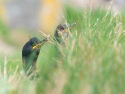 Half Hidden In The Grass