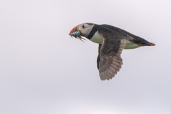 A Beak Full