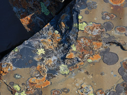 Slate and Lichen I