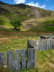 The Slate Fence and The Tree