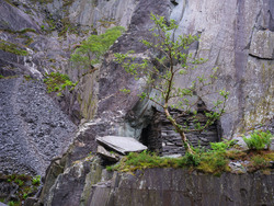 The Tree Outside The Slate Room