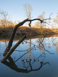 Limbs Once Aloft
