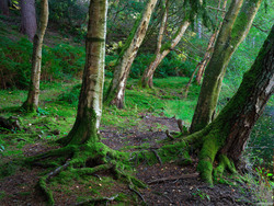 Slowly Gathering Moss