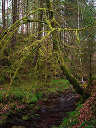Laden With Moss