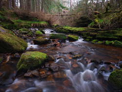 Listening To Fallen Trees