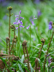 Bluebells and Bracken