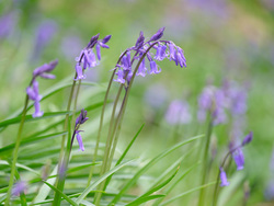 Bending Under Bluebell Weight
