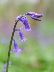 Wild Bluebells