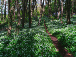 Through The Garlic To The Bluebells