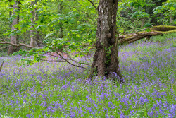 Morpeth In Bloom