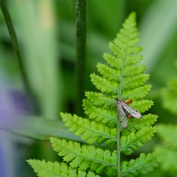 Common Scorpionfly