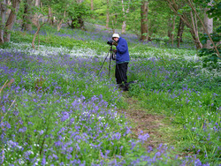 Bluebells, Stitchwort and Wild Garlic
