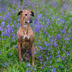 Queen Of The Bluebells
