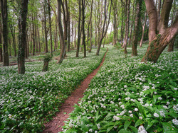 A Walk In The Woods