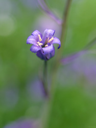 The Blue Goblet