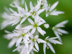 Wood Garlic