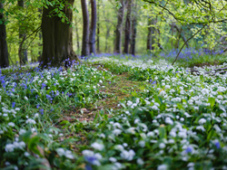 Beneath The Woodland Canopy