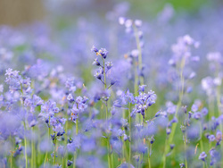 In Bloom