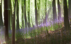 Woodland Magic