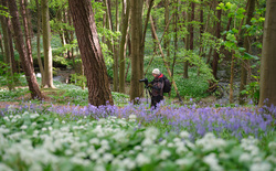 Bluebell Hunter