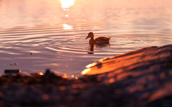 Duckling Glow
